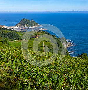 Vineyards and wine production with the Cantabrian sea in the background