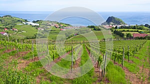 Vineyards and wine production with the Cantabrian sea in the background, Getaria