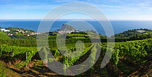 Vineyards and wine production with the Cantabrian sea in the background photo