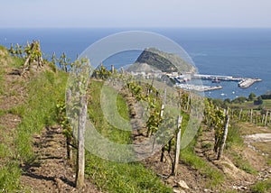 Vineyards for wine production in Getaria.
