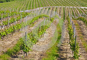 Vineyards, wine production (txakoli) Getaria.