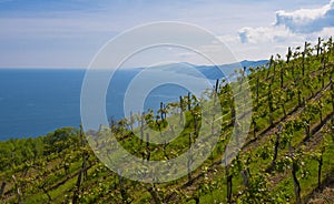 Vineyards, wine production (txakoli) Getaria.