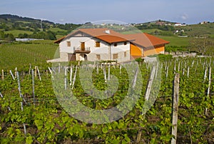 Vineyards, wine production (txakoli) Getaria.