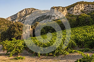 vineyards in the wine region Languedoc-Roussillon, Roussillon, France