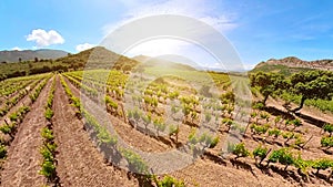 vineyards of winegrowing of Corsica