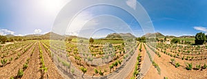 vineyards of winegrowing Corsica