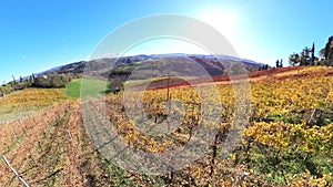 vineyards of winegrowing Emilia