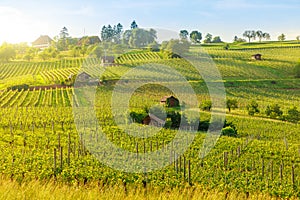 Vineyards of winegrowing Hallau