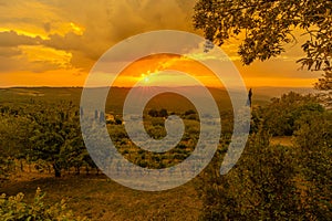 Vineyards of winegrowing in Tuscany