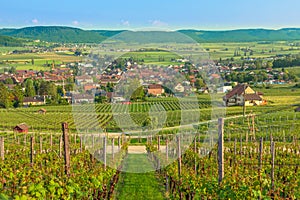 Vineyards of winegrowing village of Hallau