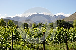 Vineyards winelands in Cape South Africa