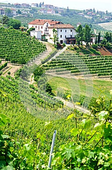 Vineyards and wineries in Piemont