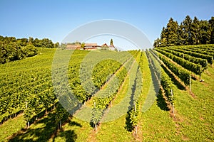 Vineyards with winery in autumn - White wine grapes before harvest, Southern Styria Austria