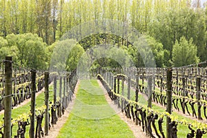 Vineyards at a winery in early Spring, Upper Moutere, Nelson, South Island, New Zealand