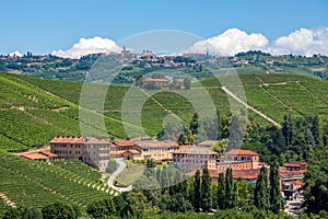 Vineyards and winery in Piedmont, Italy.