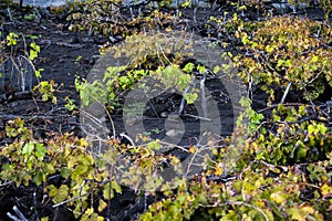 Vineyards in winter located on mountain slope on black volcanic lava soil, wine making on La Palma island, Canary islands, Spain