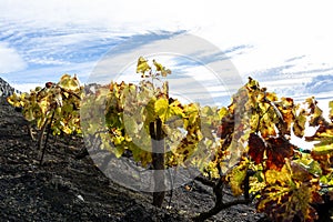 Vineyards in winter located on mountain slope on black volcanic lava soil, wine making on La Palma island, Canary islands, Spain
