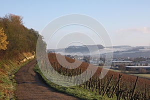 Vineyards in winter, Luxembourg