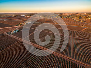 Vineyards in winter in Riverland.