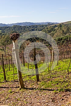 Vineyards in winter, Vale dos Vinhedos valley