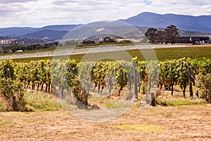 Vineyards in Yarra Valley near Melbourne, Australia