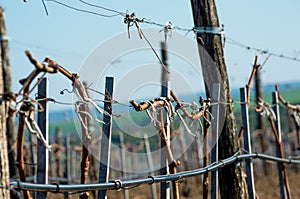 Vineyards with young vines