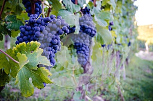 Vineyars with grapes