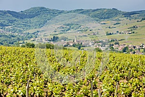 vineyars near Julienas, Beaujolais, Burgundy, France