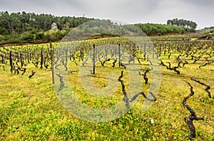 Vineyas in Pirtuguese countryside
