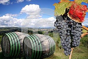 Vineyeard in Chianti, Tuscany, Italy, famous lands