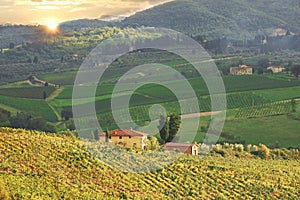 Vineyeard in Chianti, Tuscany, Italy, famous lands