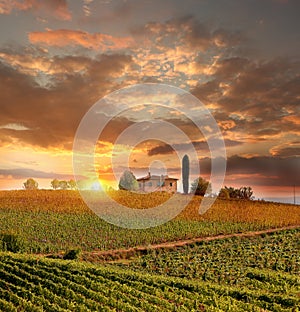 Vineyeard in Chianti, Tuscany, Italy, famous lands