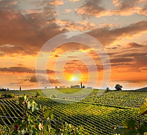 Vineyeard in Chianti, Tuscany, Italy, famous lands