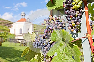 Viniculture