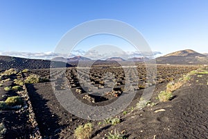 Viniculture in region La Geria on canary island Lanzarote: Vine planted in round cones in the volcanic ash