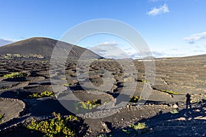 Viniculture in region La Geria on canary island Lanzarote: Vine planted in round cones in the volcanic ash