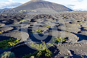 Viniculture in region La Geria on canary island Lanzarote: Vine planted in round cones in the volcanic ash