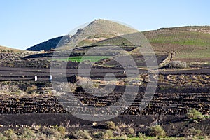 Viniculture in region La Geria on canary island Lanzarote: Vine planted in round cones in the volcanic ash