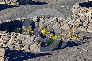 Viniculture in region La Geria on canary island Lanzarote: Vine planted in round cones in the volcanic ash