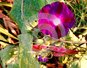Vining bloomed morninglory