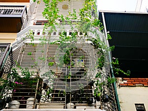 Vining, climbing house plants over steel cages enclosed balconies apartment block in downtown Hanoi popular tiger cages or bird