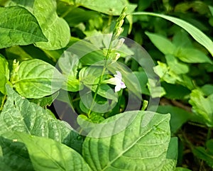 Vining green foliage bush in photo during sunny day.