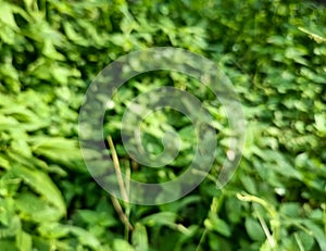 Vining green foliage bush in photo during sunny day. photo