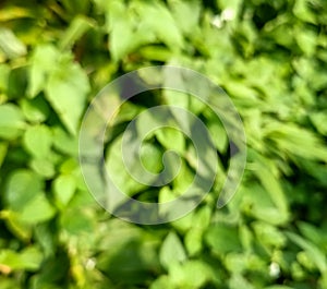 Vining green foliage bush in photo during sunny day. photo