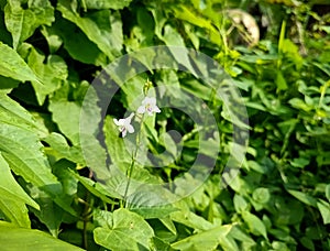 Vining green foliage bush in photo during sunny day. photo