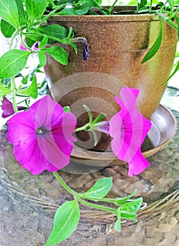 Vining Petunias in a Clay pot photo