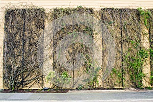 Vining plants on wall structure photo