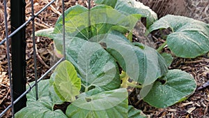 Vining pumpkin plant getting sprayed with watering hose