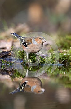 Vink, Common Chaffinch, Fringilla coelebs