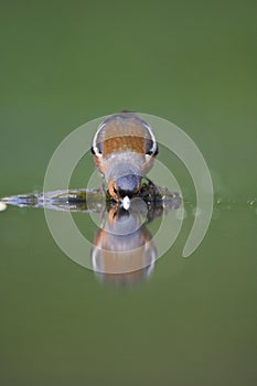 Vink, Common Chaffinch, Fringilla coelebs